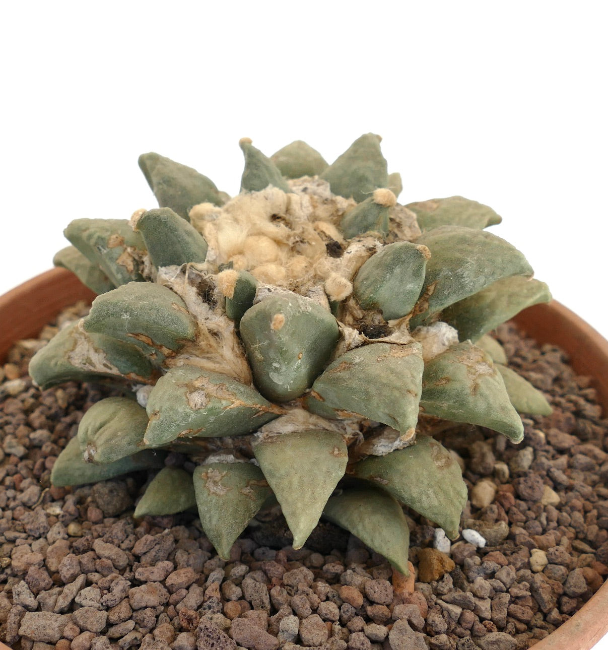 อาริโอคาร์ปัส เรตุซัส กระบองเพชรอวบน้ำที่มีใบหนาและมีพื้นผิว พร้อมศูนย์กลางที่มีขนฟูในกระถาง