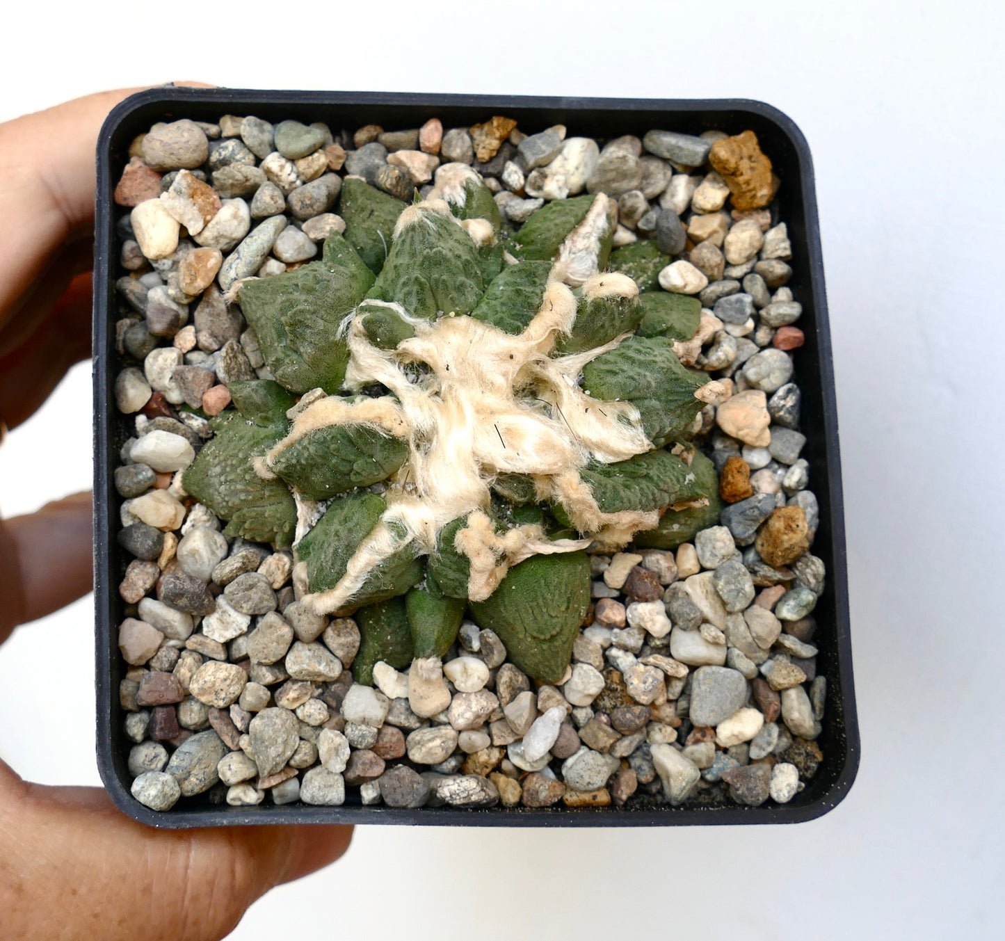 Ariocarpus retusus x fissuratus cv. 'CAULIFLOWER' SEEDS