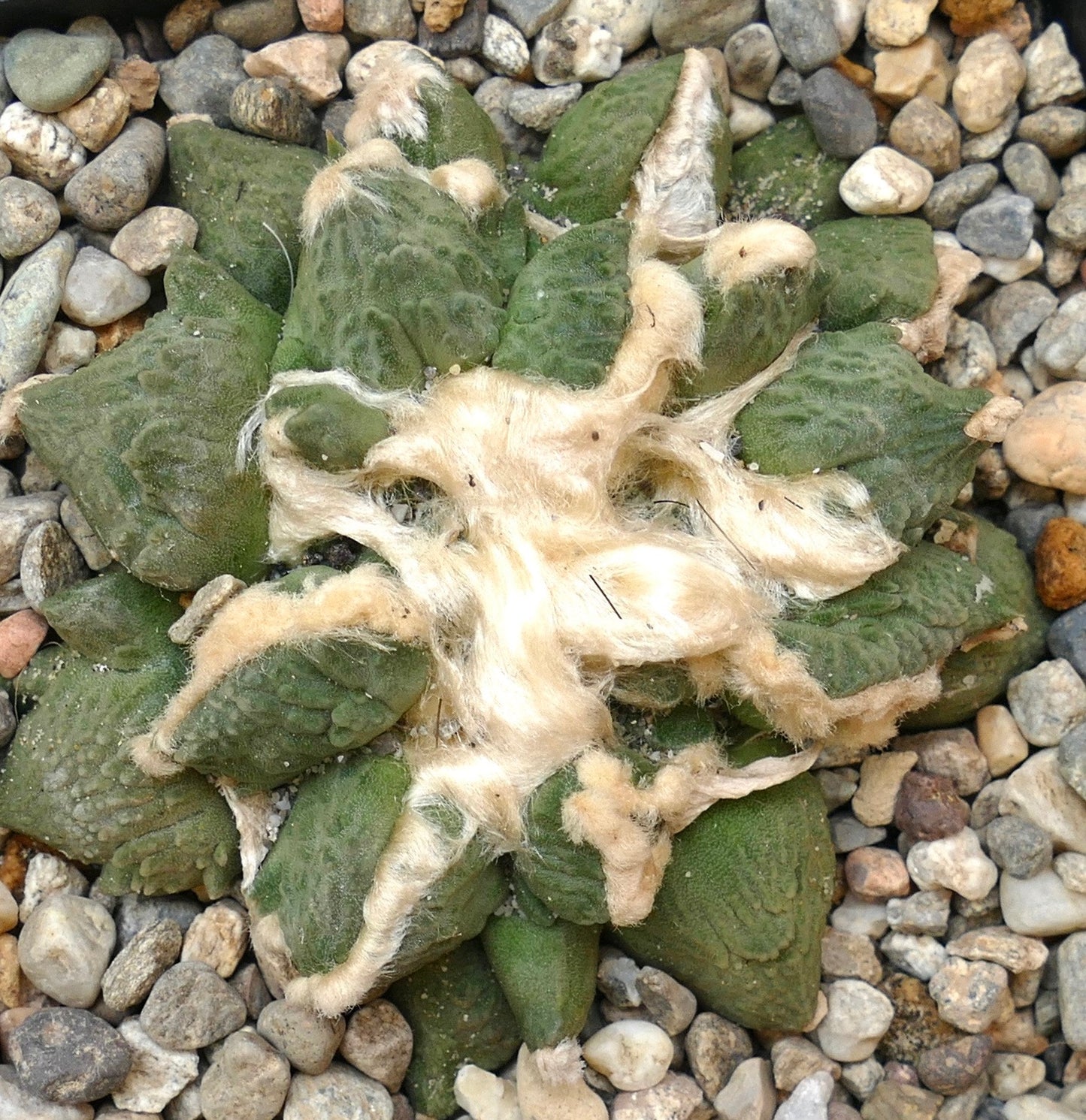 Ariocarpus retusus x fissuratus cv. 'CAULIFLOWER' SEEDS