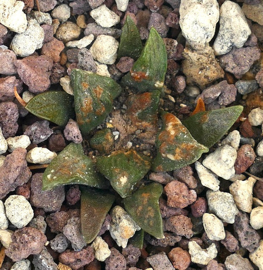 Ariocarpus scapharostrus X Ariocarpus retusus cv CAULIFLOWER