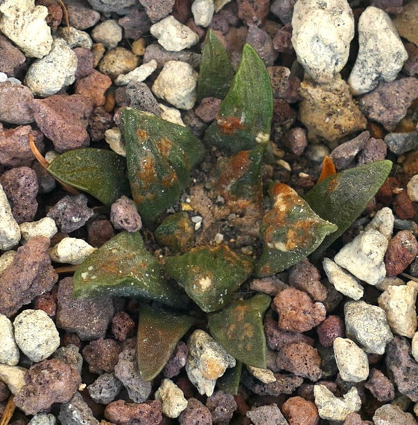 Ariocarpus scapharostrus X Ariocarpus retusus cv CAULIFLOWER