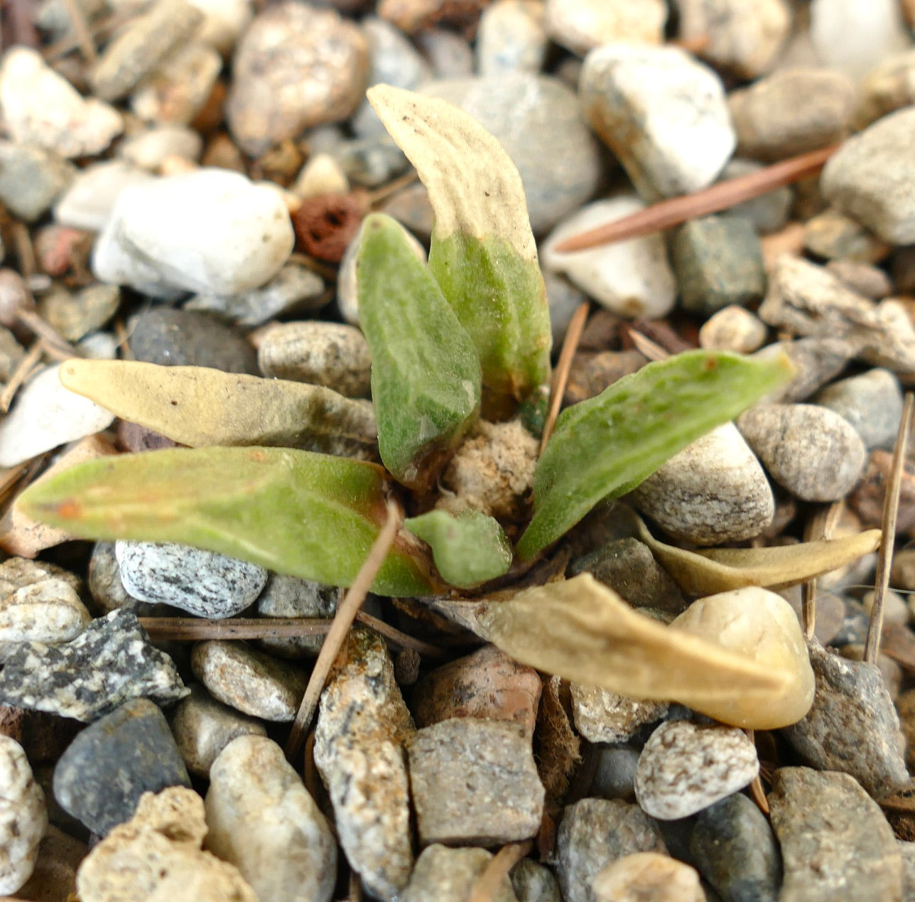 Ariocarpus scapharostrus X retusus cv CAULIFLOWER