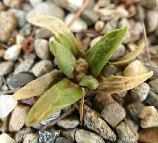 Ariocarpus scapharostrus X retusus cv CAULIFLOWER