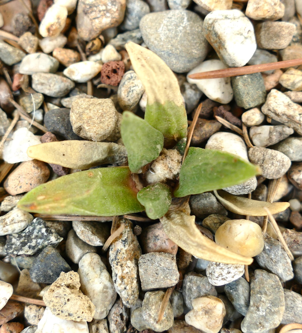 Ariocarpus scapharostrus X retusus cv CAULIFLOWER