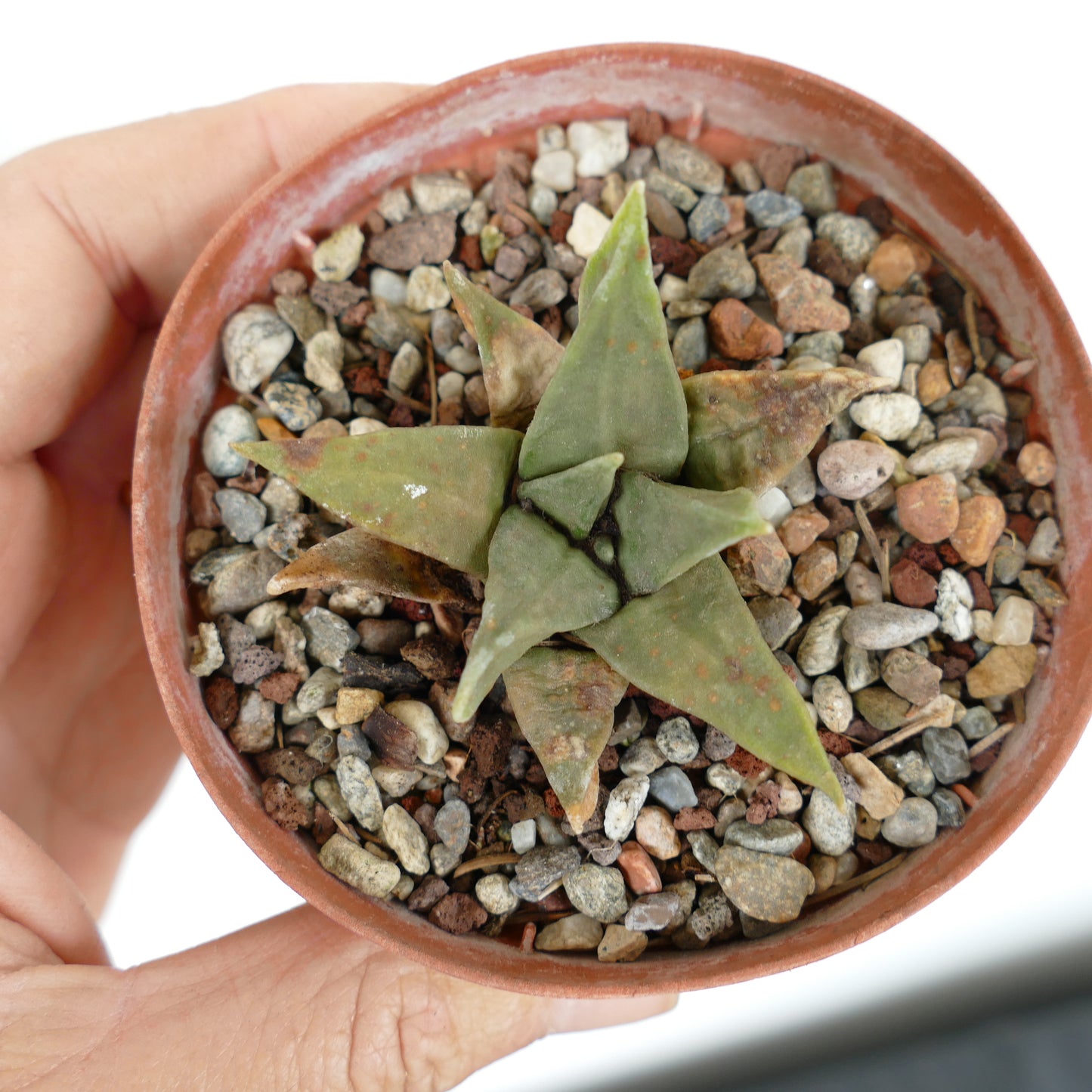 Ariocarpus trigonus MPS6