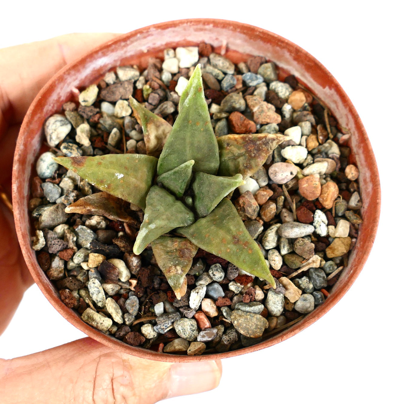 Ariocarpus trigonus MPS6