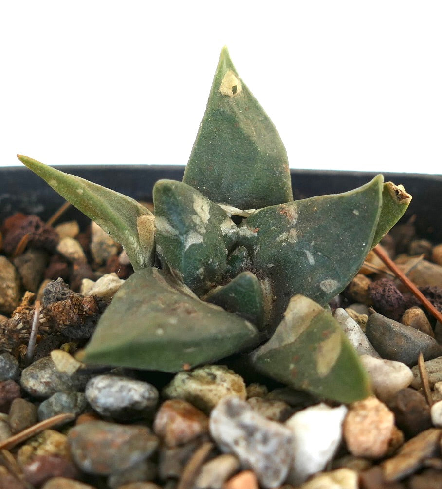 Ariocarpus trigonus MAJOR