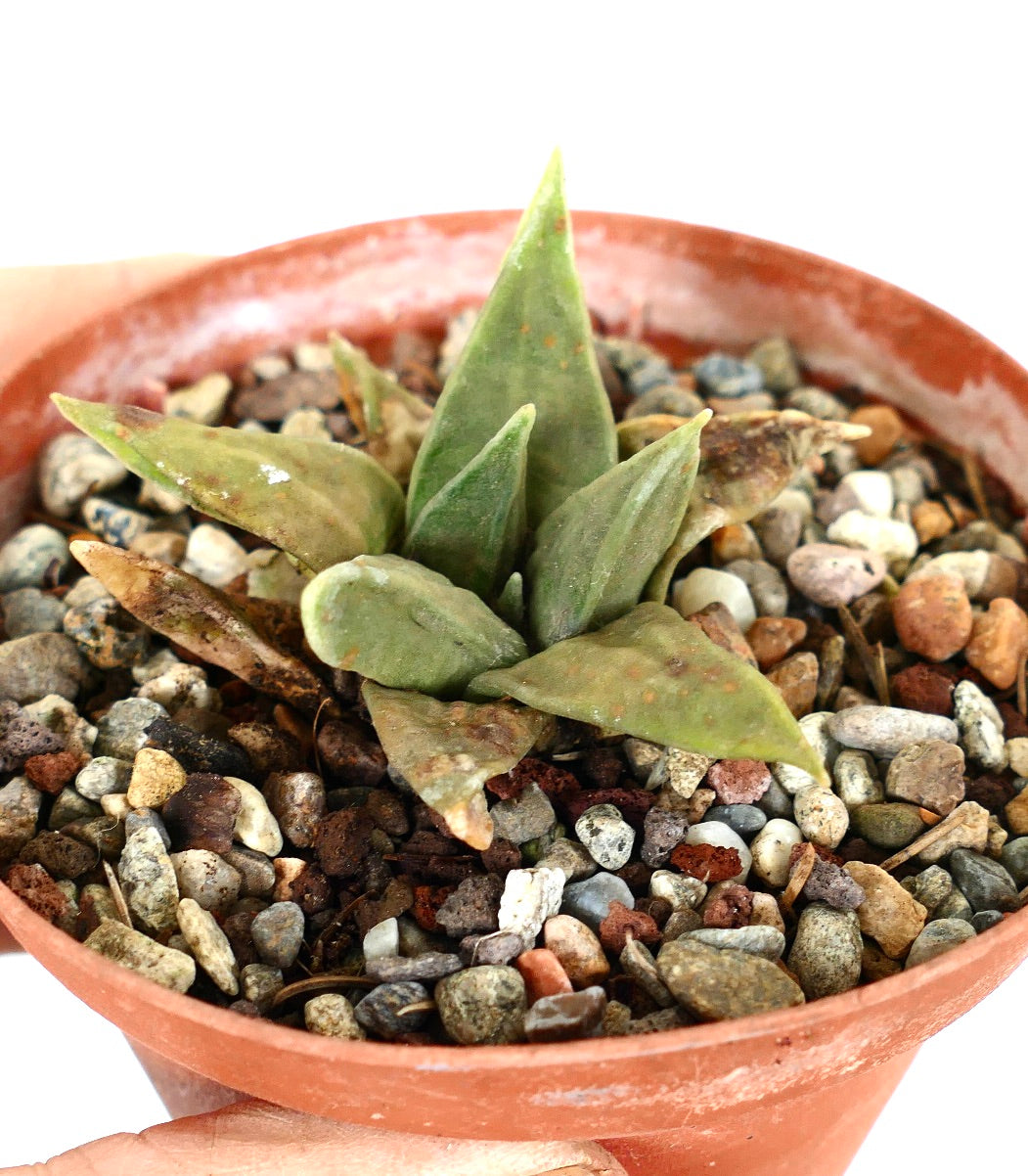 Ariocarpus trigonus MPS6