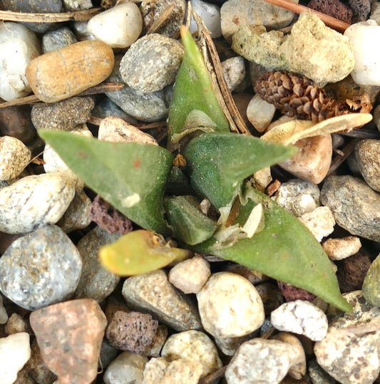 Ariocarpus trigonus