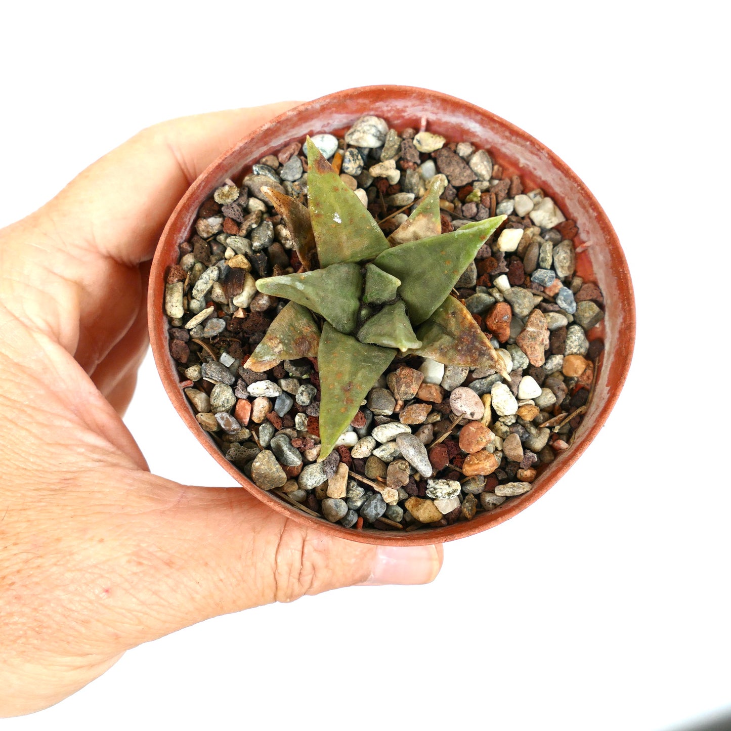 Ariocarpus trigonus MPS6