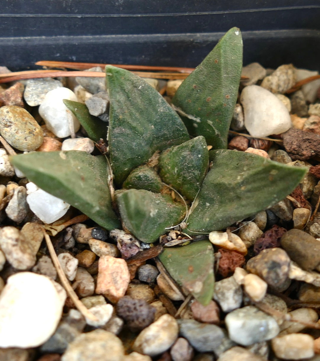 Ariocarpus trigonus X Ariocarpus fiss cv GODZILLA