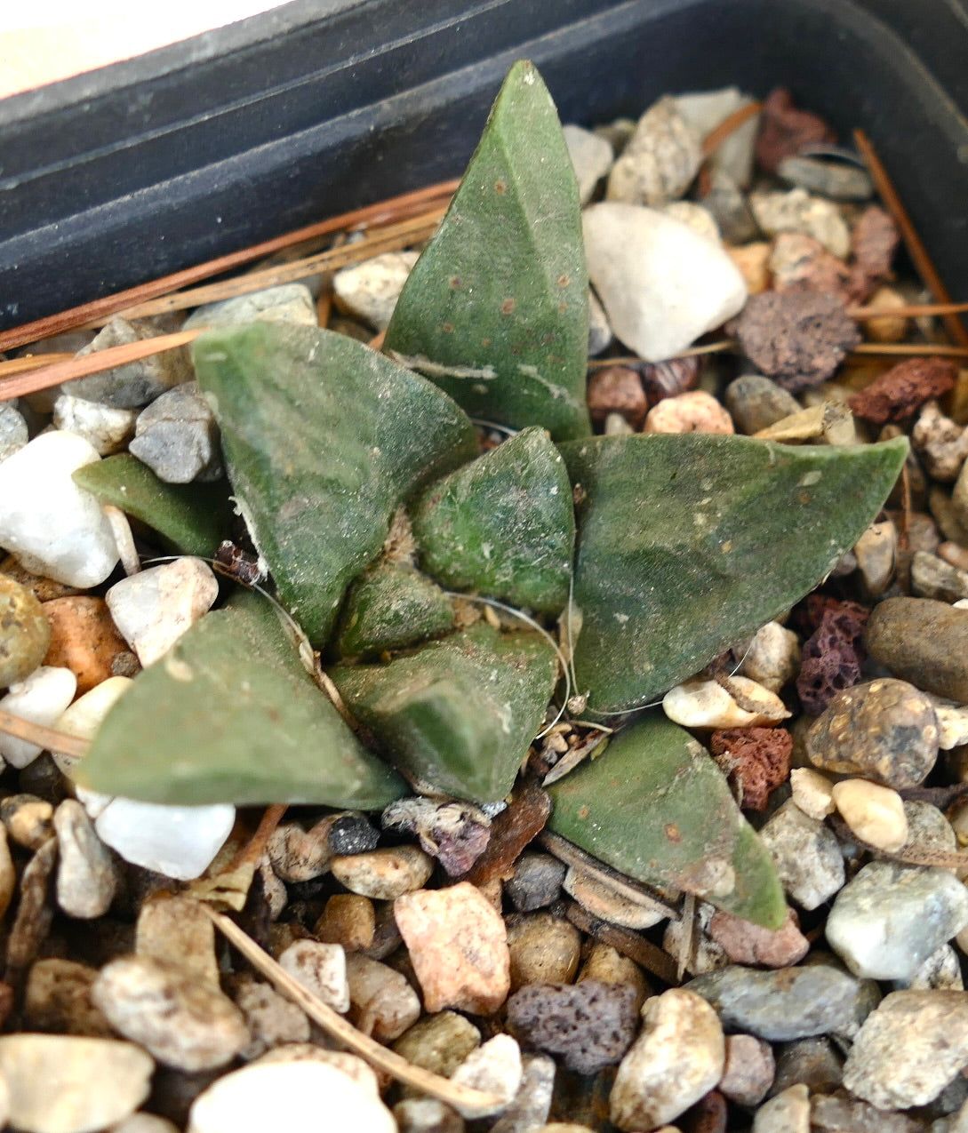 Ariocarpus trigonus X Ariocarpus fiss cv GODZILLA