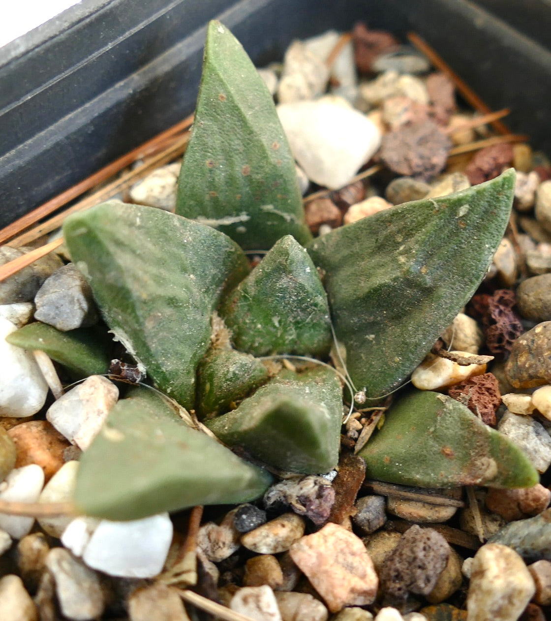 Ariocarpus trigonus X Ariocarpus fiss cv GODZILLA