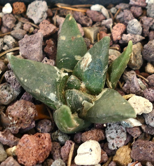 Ariocarpus retusus X Ariocarpus trigonus