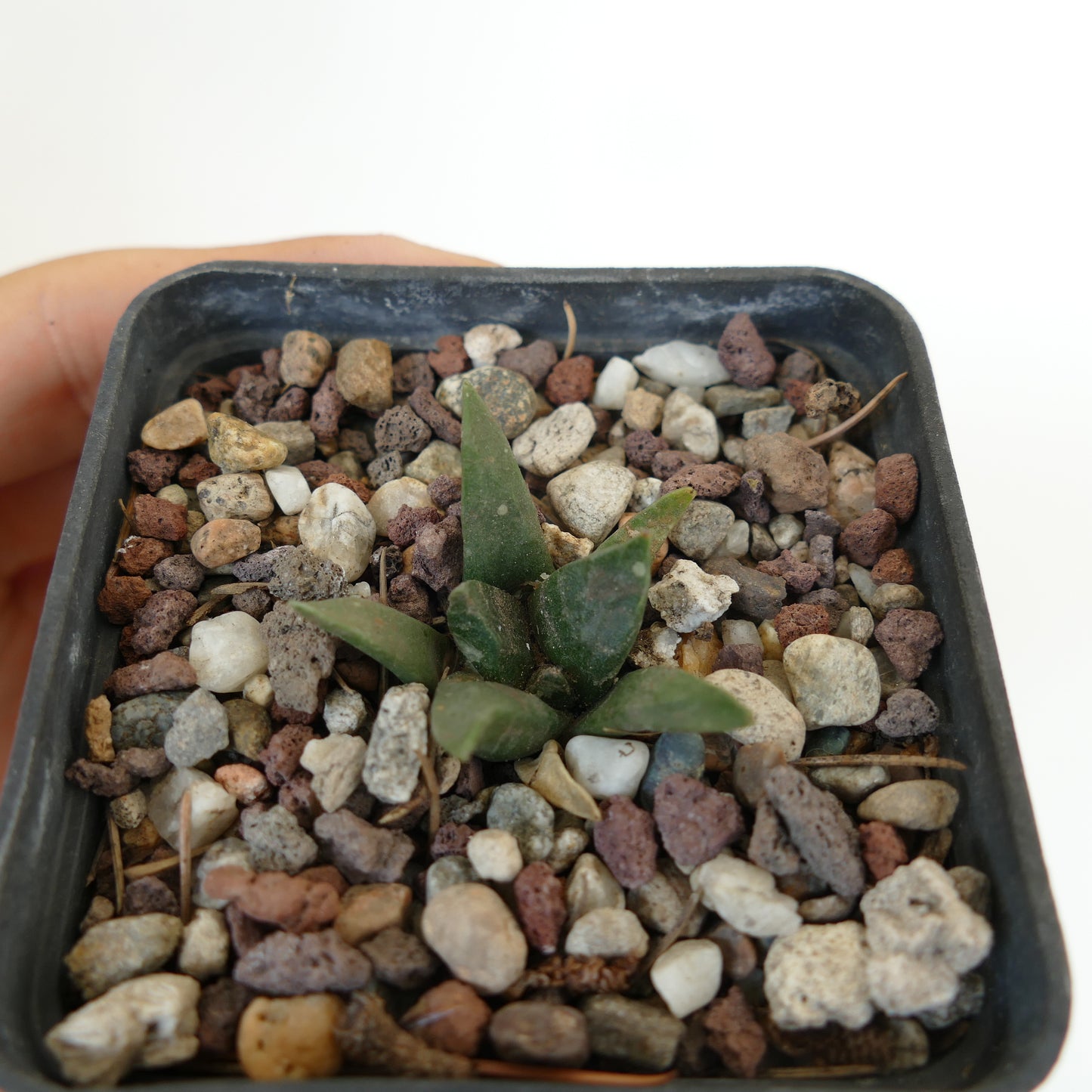 Ariocarpus trigonus X Ariocarpus retusus