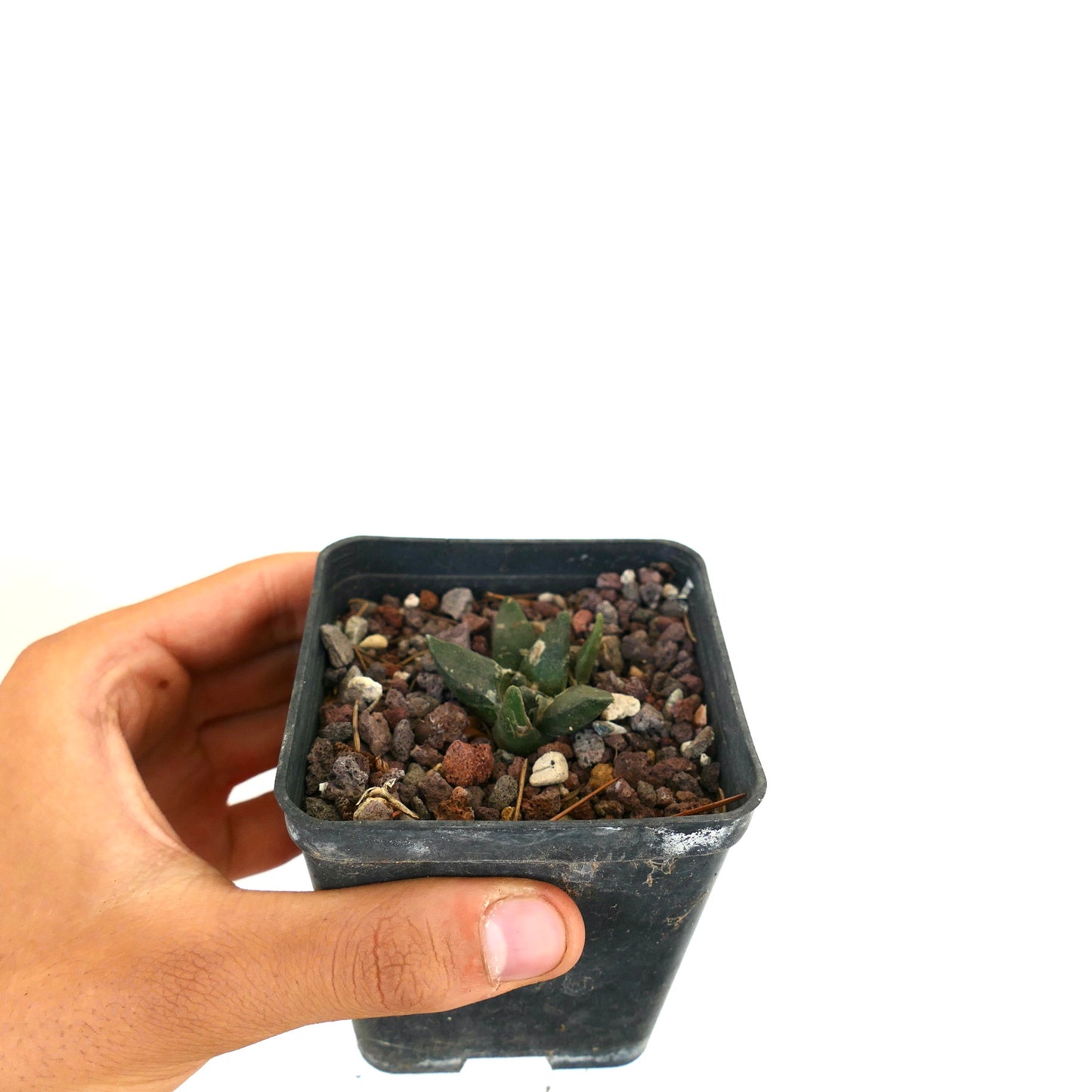 Ariocarpus retusus X Ariocarpus trigonus