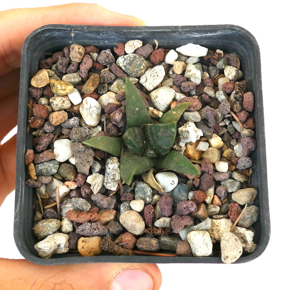 Ariocarpus trigonus X Ariocarpus retusus