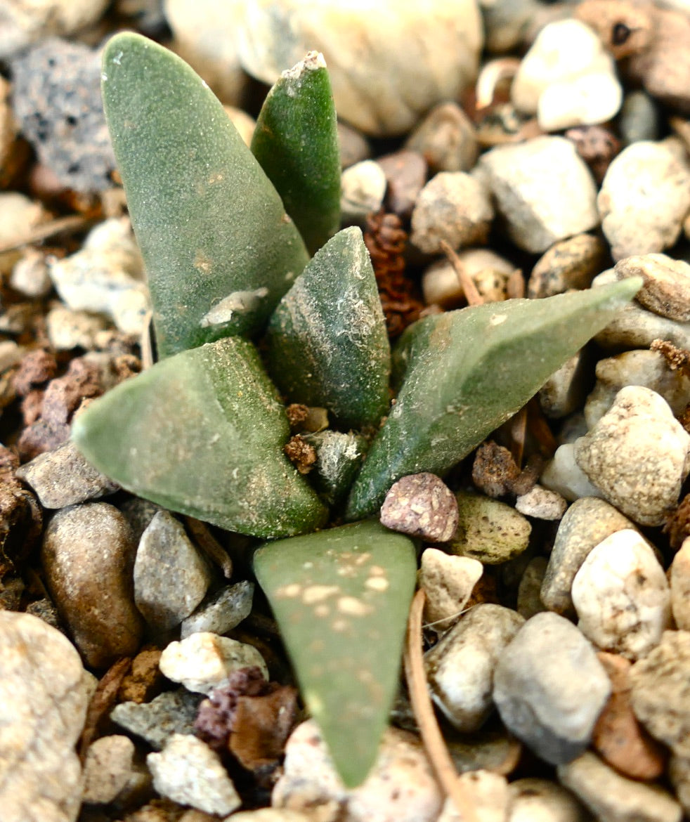 Ariocarpus retusus X Ariocarpus trigonus