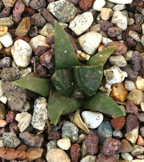 Ariocarpus trigonus X Ariocarpus retusus