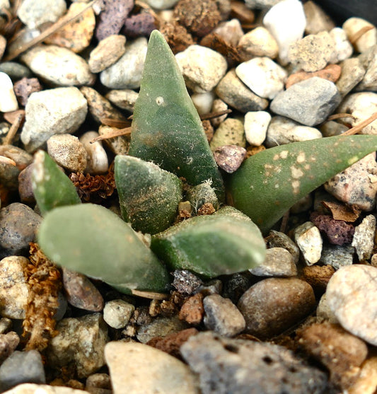 Ariocarpus retusus X Ariocarpus trigonus