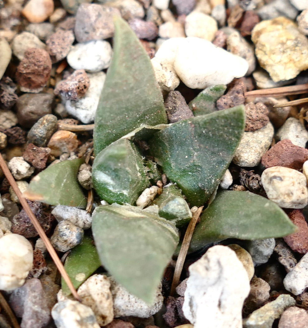 Ariocarpus trigonus X ariocarpus retusus GREEN STAR