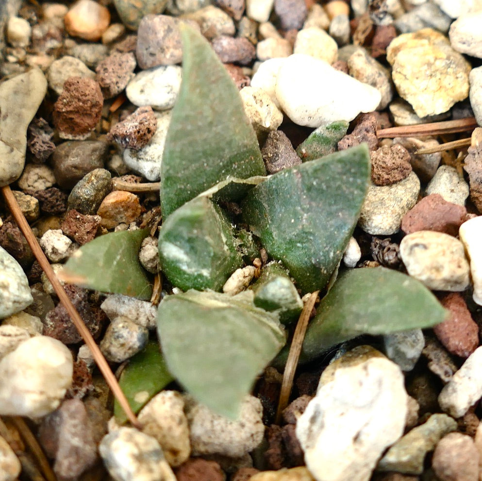 Ariocarpus trigonus X ariocarpus retusus GREEN STAR