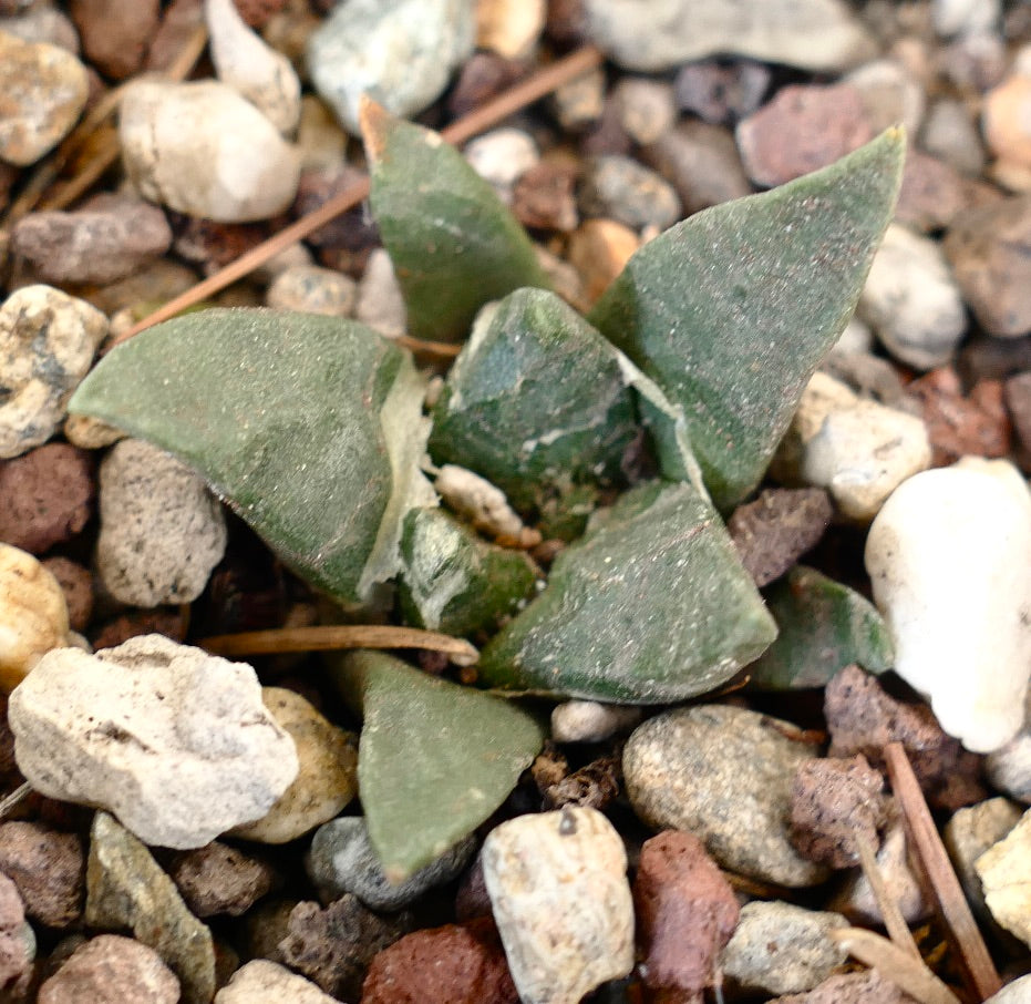 Ariocarpus trigonus X ariocarpus retusus GREEN STAR