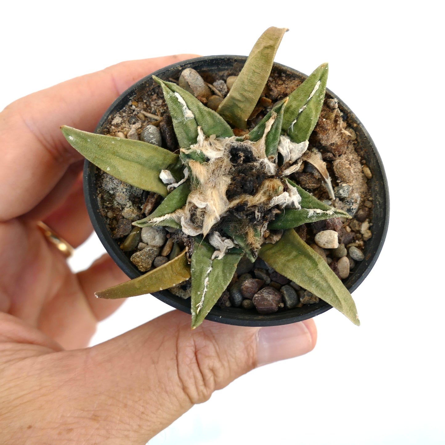 Ariocarpus trigonus X kotschoubeyanus