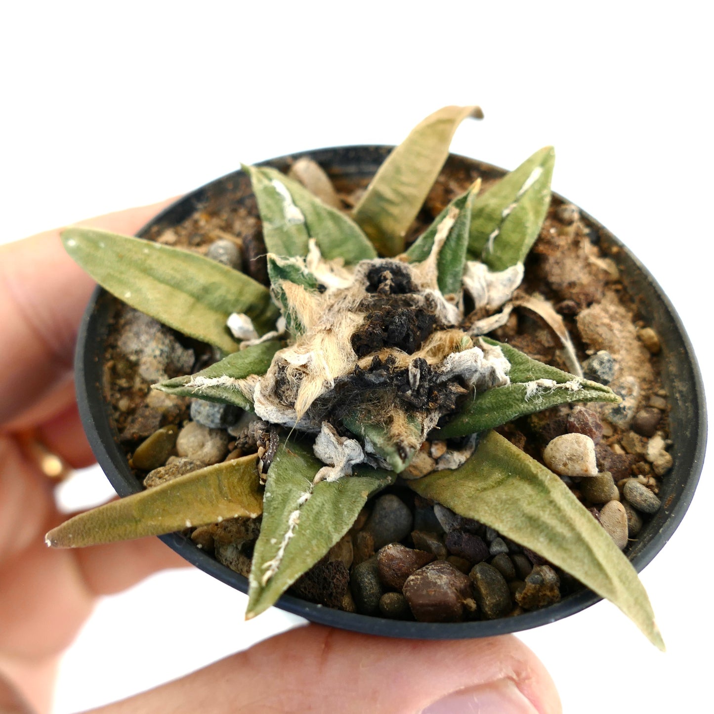 Ariocarpus trigonus X kotschoubeyanus