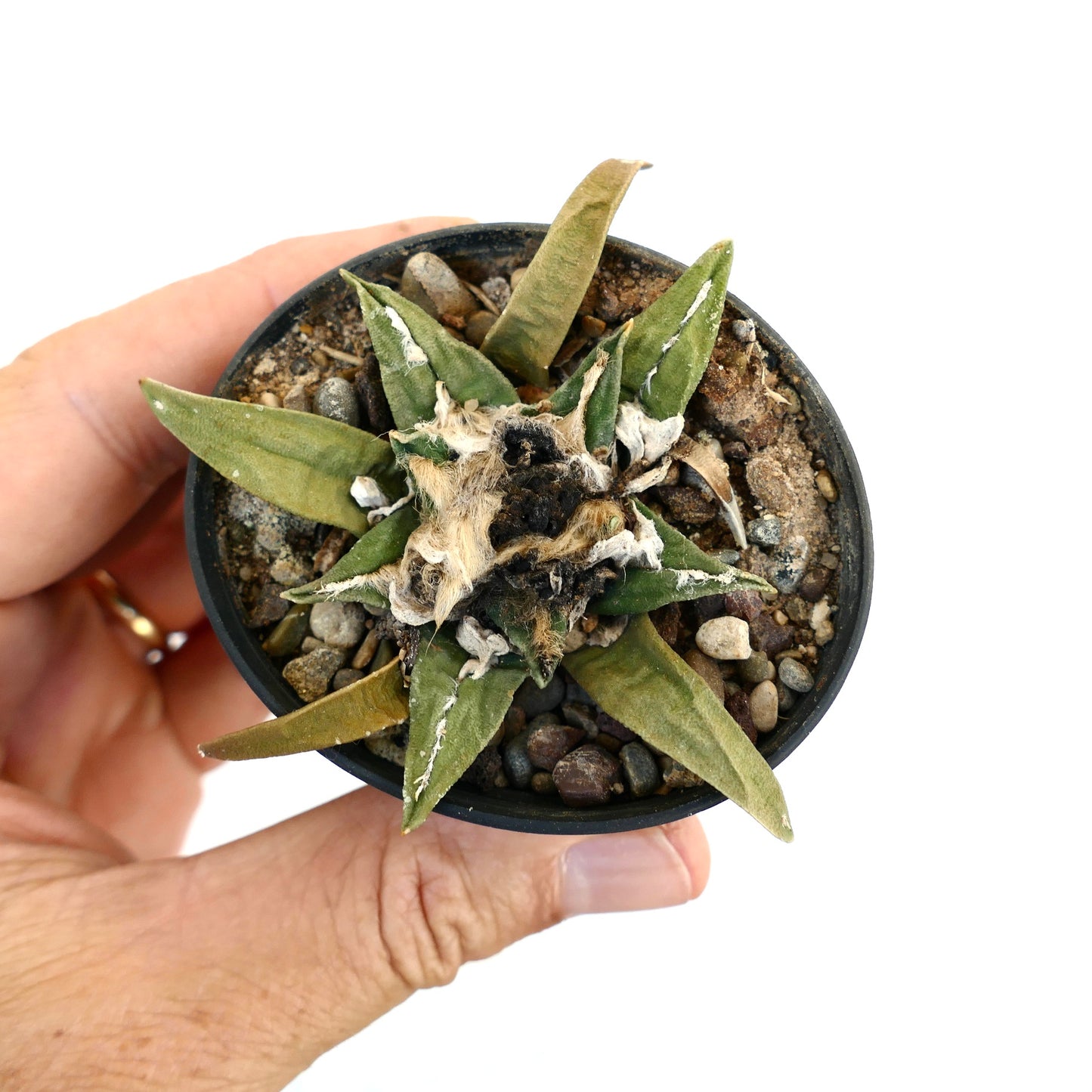 Ariocarpus trigonus X kotschoubeyanus