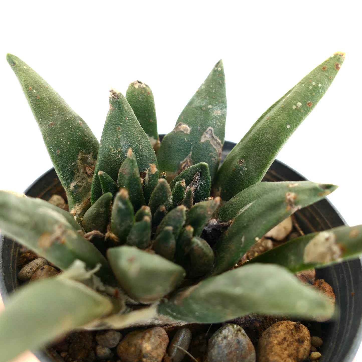 Ariocarpus trigonus X kotschoubeyanus X retusus MONSTRUOSUS