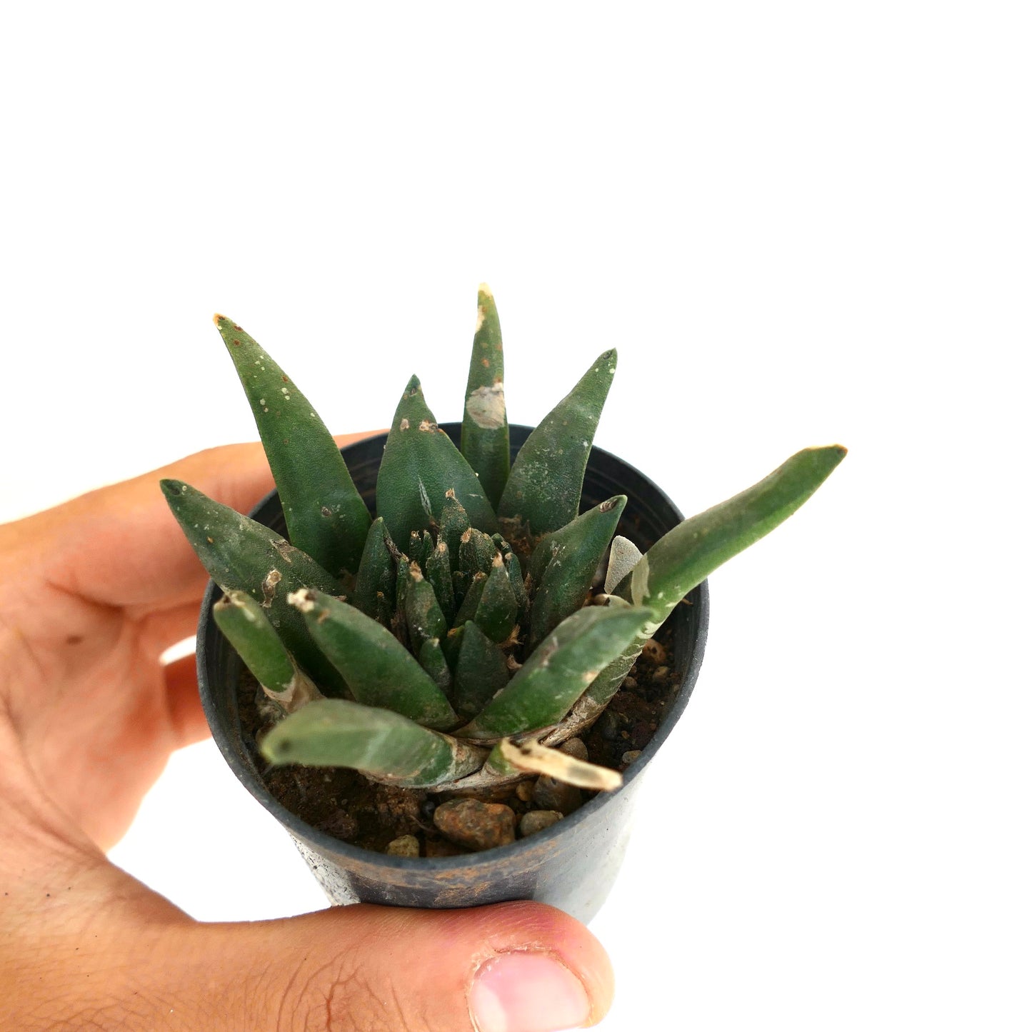 Ariocarpus trigonus X kotschoubeyanus X retusus MONSTRUOSUS