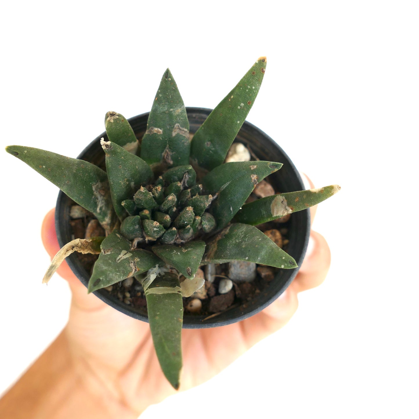 Ariocarpus trigonus X kotschoubeyanus X retusus MONSTRUOSUS