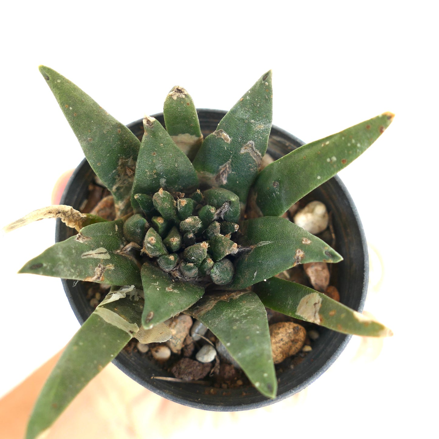 Ariocarpus trigonus X kotschoubeyanus X retusus MONSTRUOSUS