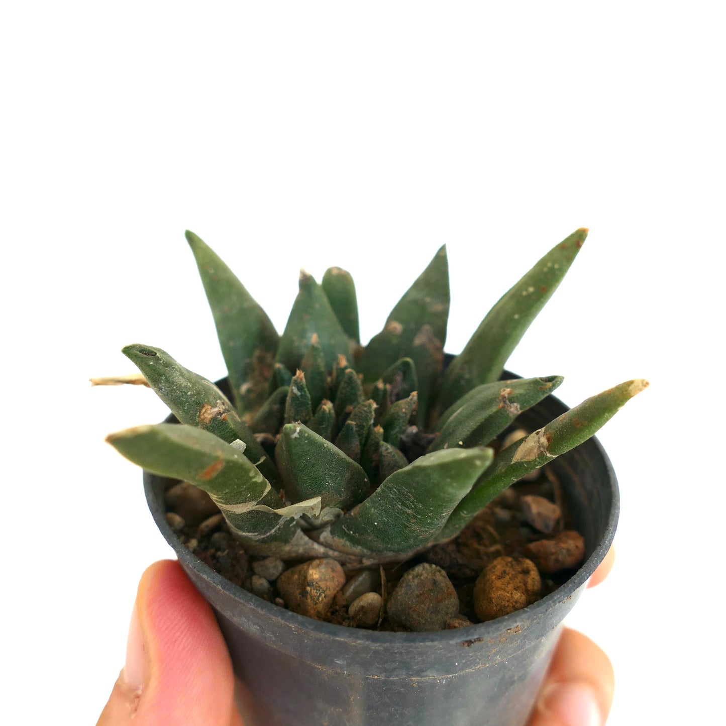 Ariocarpus trigonus X kotschoubeyanus X retusus MONSTRUOSUS