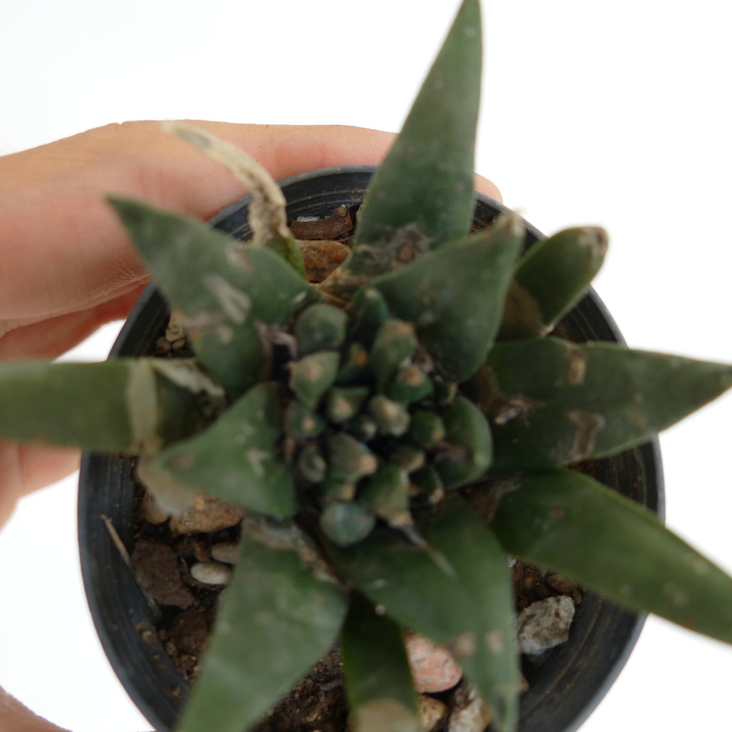 Ariocarpus trigonus X kotschoubeyanus X retusus MONSTRUOSUS