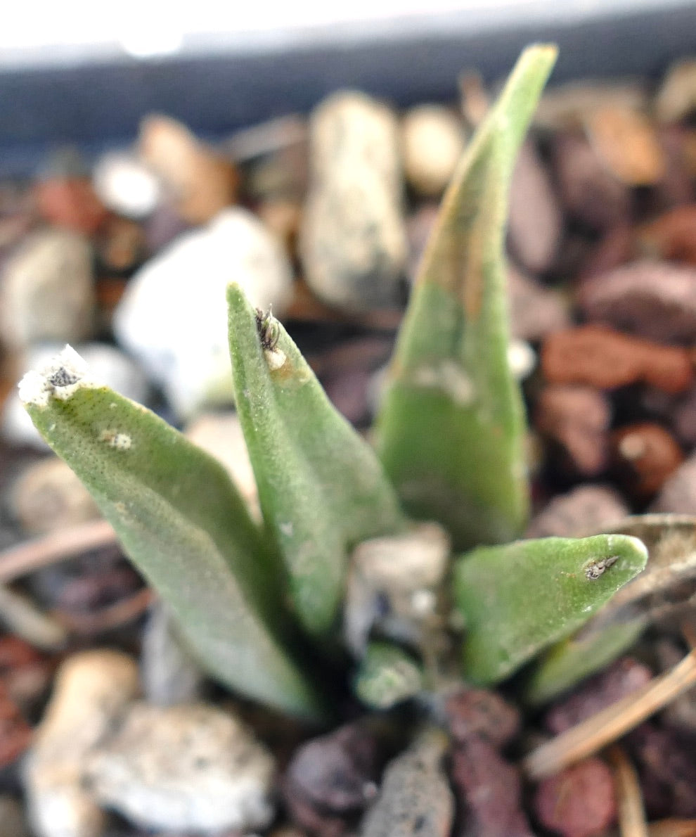 Ariocarpus trigonus X kotschoubeyanus