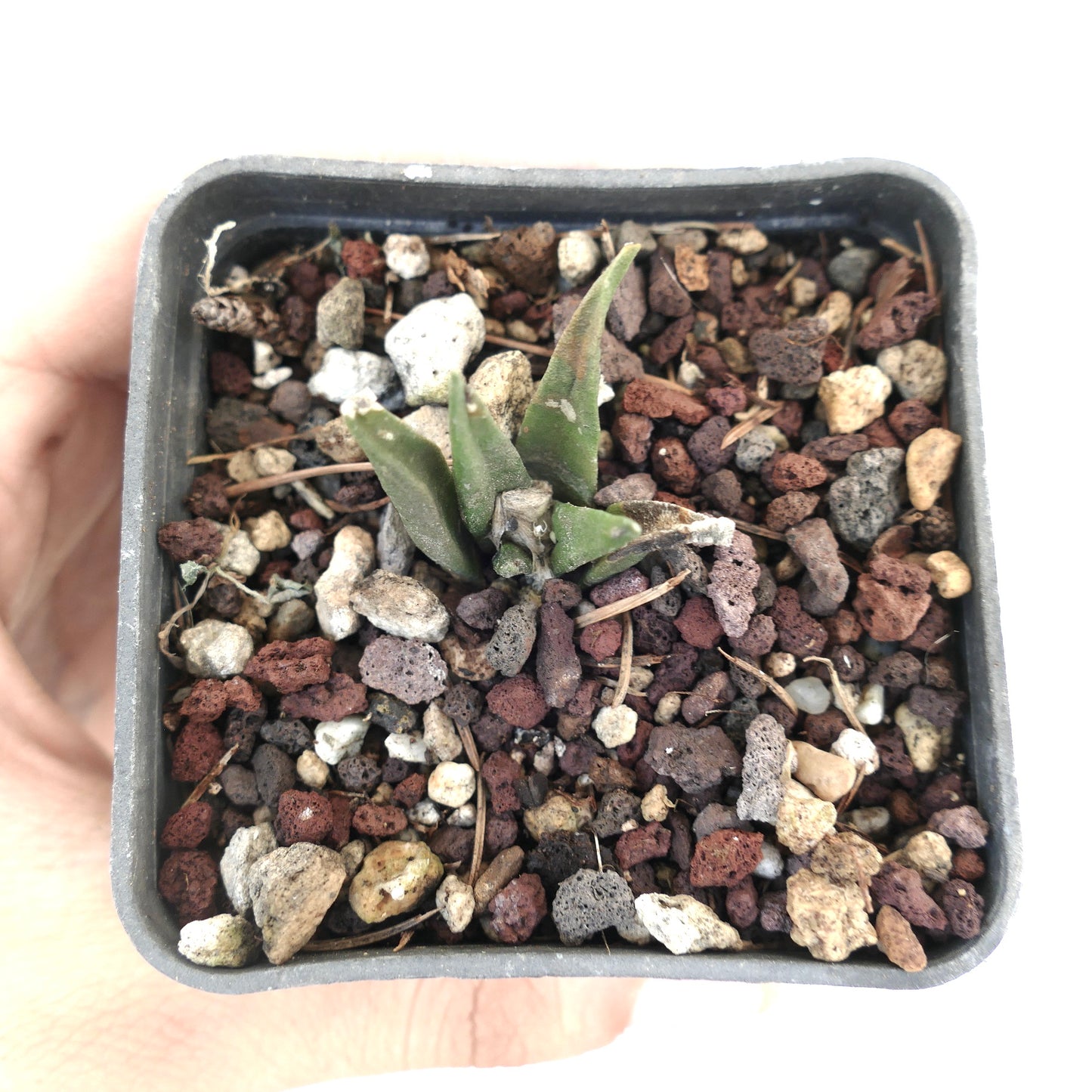 Ariocarpus trigonus X kotschoubeyanus