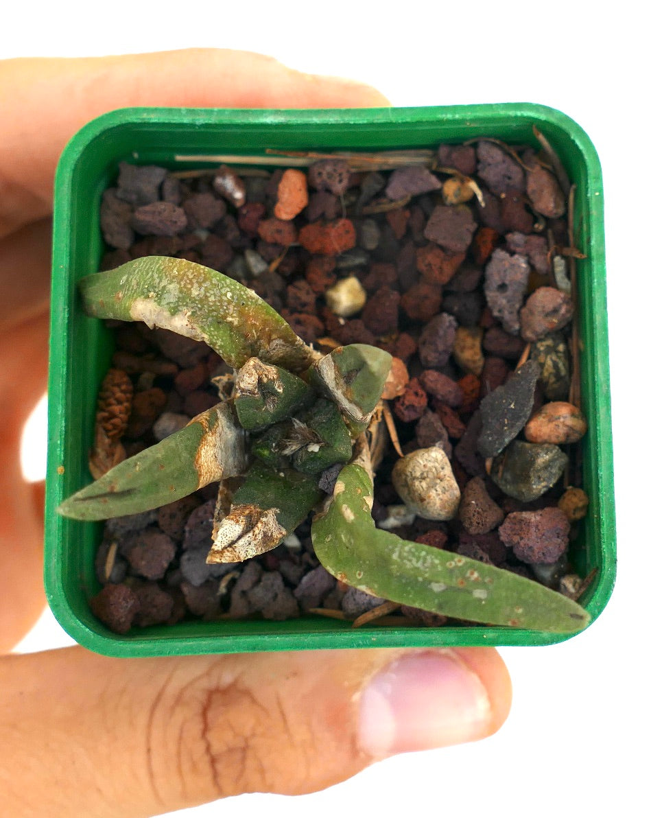 Ariocarpus trigonus X kotschoubeyanus