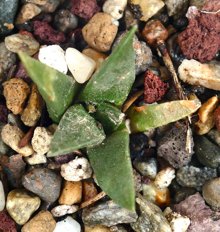 Ariocarpus retusus X Ariocarpus trigonus