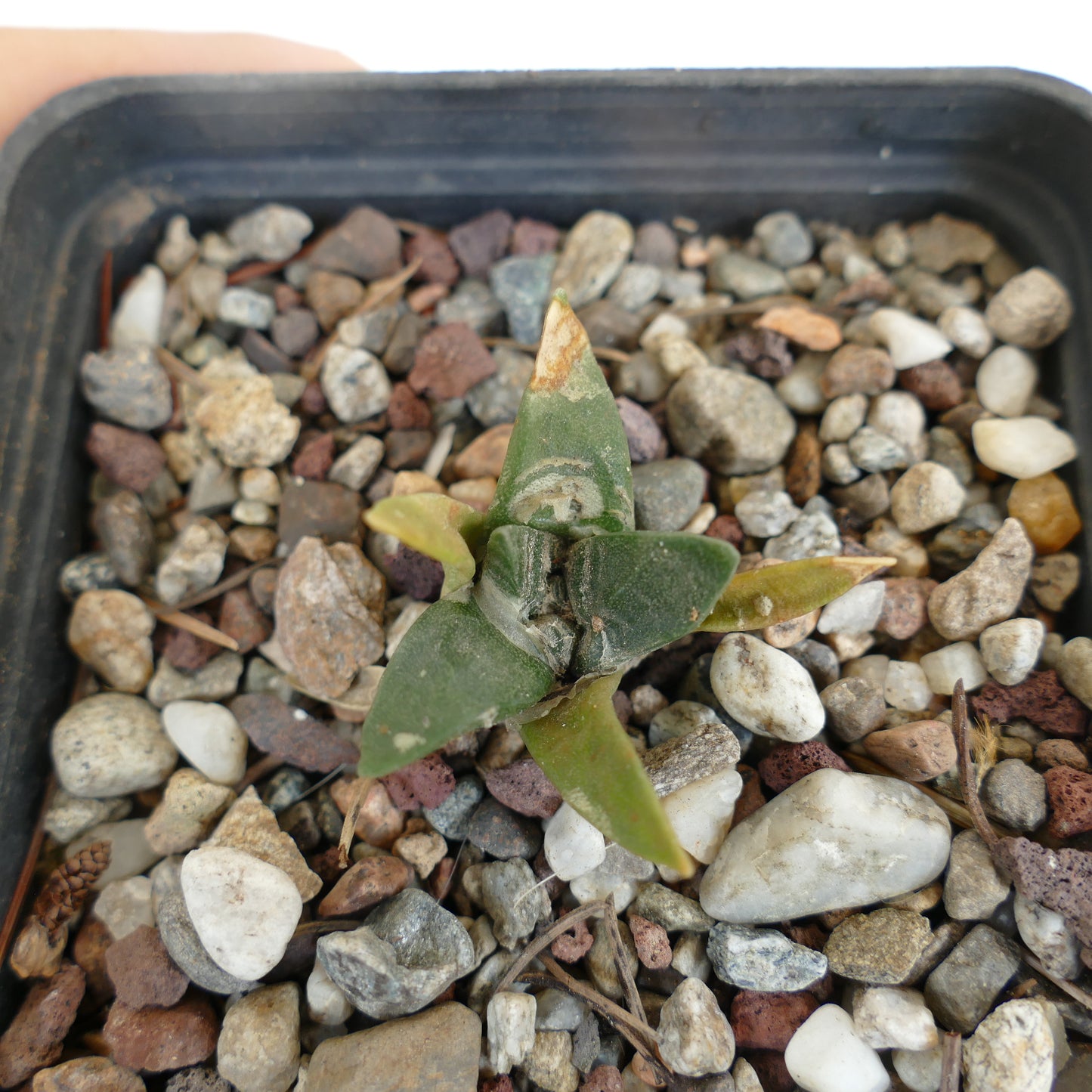 Ariocarpus retusus X Ariocarpus trigonus