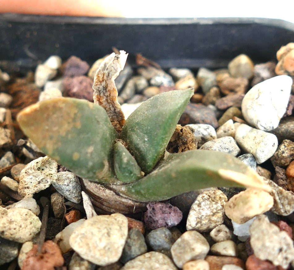 Ariocarpus retusus X Ariocarpus trigonus