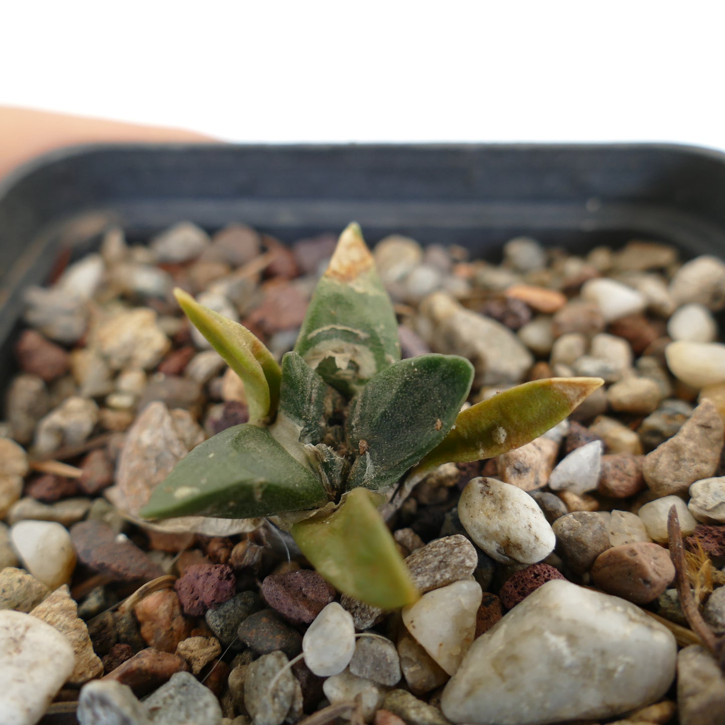 Ariocarpus retusus X Ariocarpus trigonus