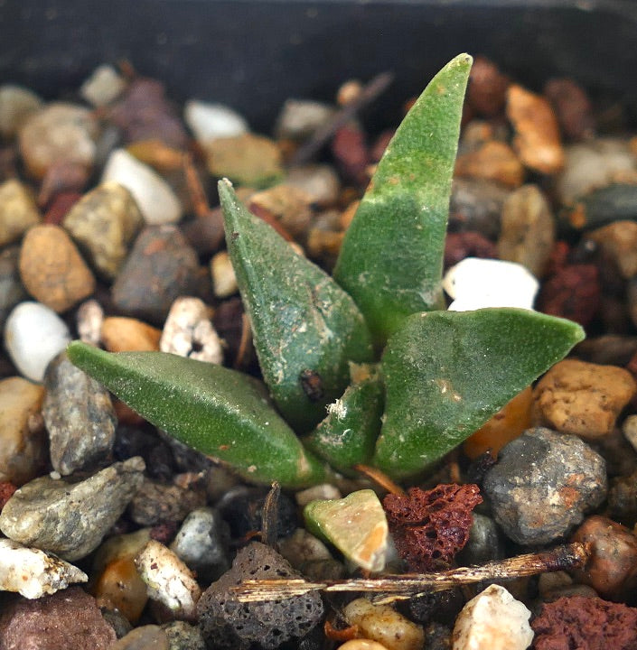 Ariocarpus retusus X Ariocarpus trigonus