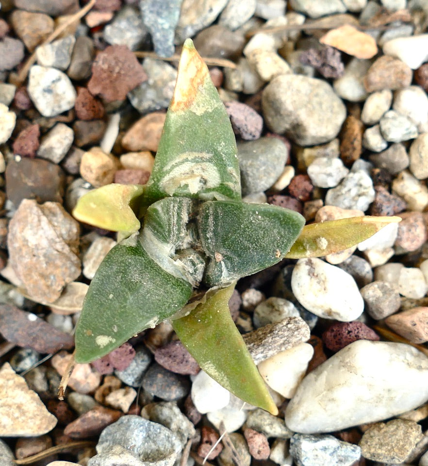 Ariocarpus retusus X Ariocarpus trigonus