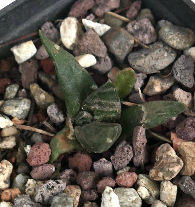 Ariocarpus trigonus X retusus cv CAULIFLOWER