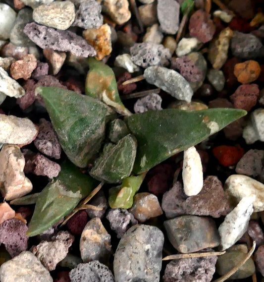 Ariocarpus trigonus X retusus cv CAULIFLOWER