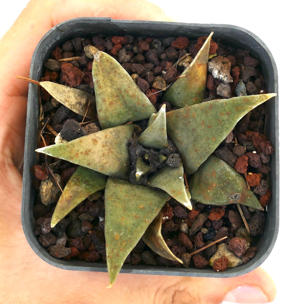 Ariocarpus trigonus