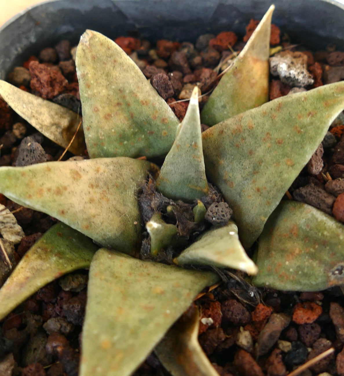 Ariocarpus trigonus