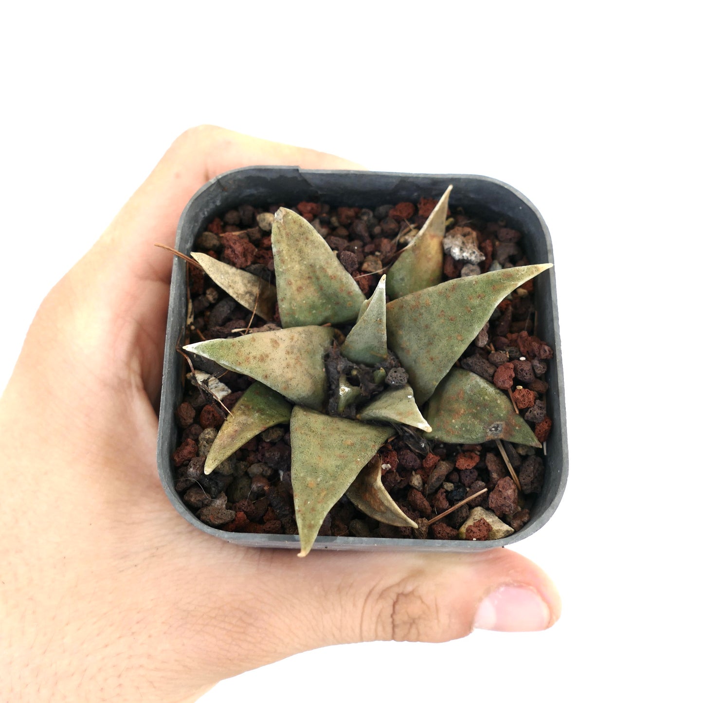 Ariocarpus trigonus